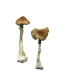 Magic Mushrooms Near Me