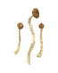 Buy Arenal Volcano Magic Mushrooms