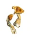 Buy B Plus Magic Mushrooms