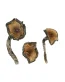 Buy Blue Meanie Mushroom Spores