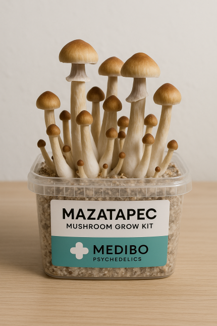 Buy Mazatapec Mushroom Grow Kit