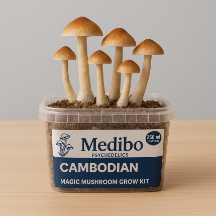 Buy Cambodian Mushroom Grow Kit