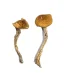 Buy daddy long legs mushroom