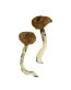 Buy Dancing Tiger Mushroom