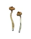 Buy Escondido Magic Mushrooms