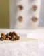 Buy Microdosing Truffles Pack