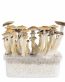 Buy Mexican Magic Mushroom Kit