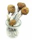 Buy McKennaii Mushroom Kit