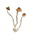 Buy Syzygy Magic Mushrooms