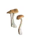 Wavy Caps Mushrooms for sale