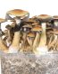 Buy Golden Teacher Grow Kit