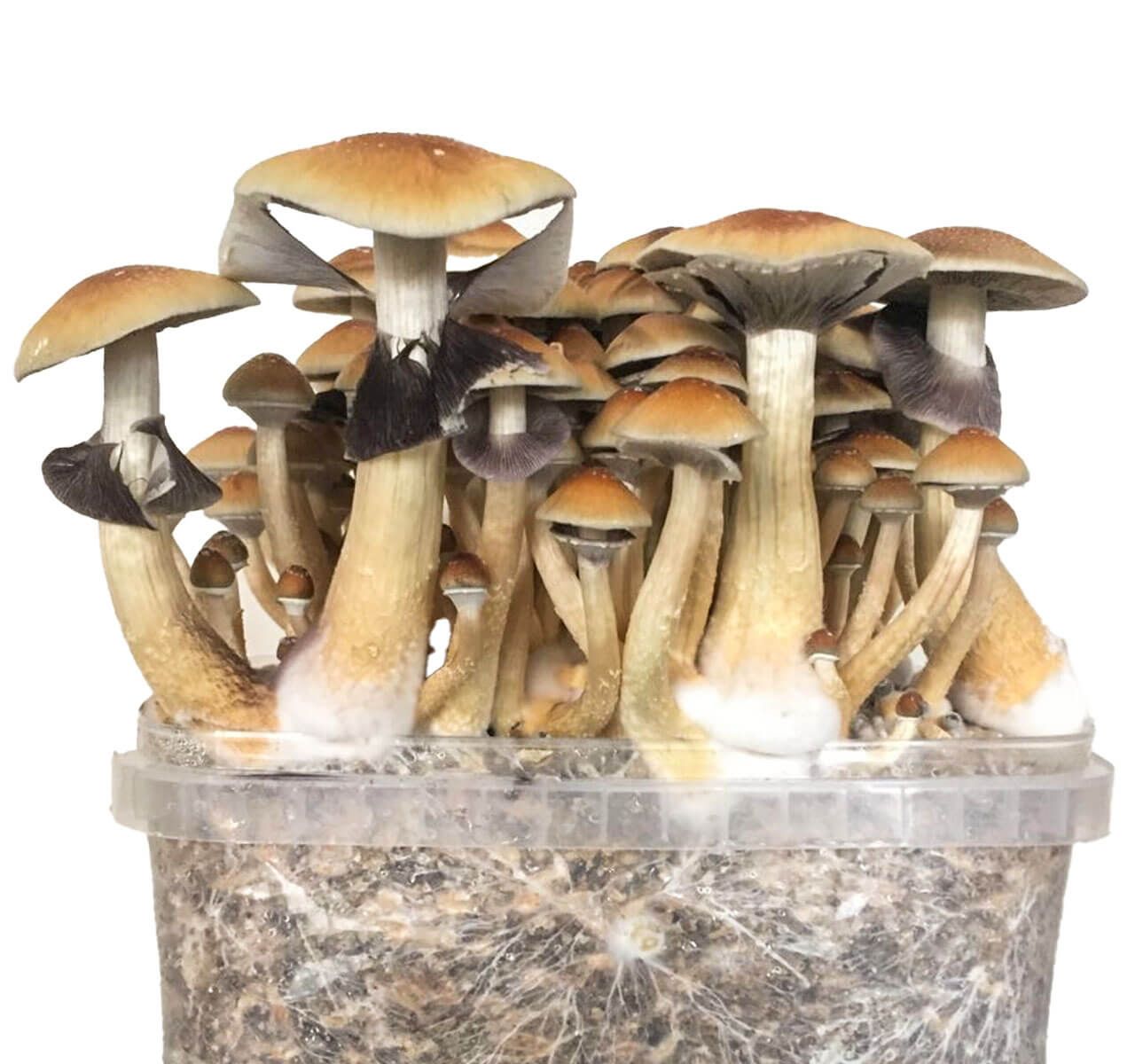 Buy Golden Teacher Grow Kit