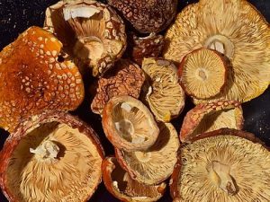 Buy Florida White mushroom spores
