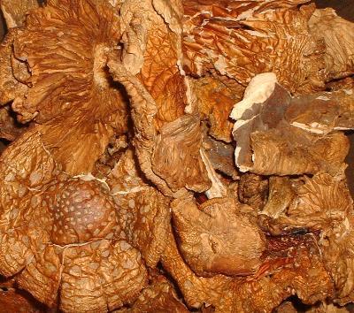 Amanita Muscaria for sale