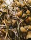 Buy liberty caps mushrooms