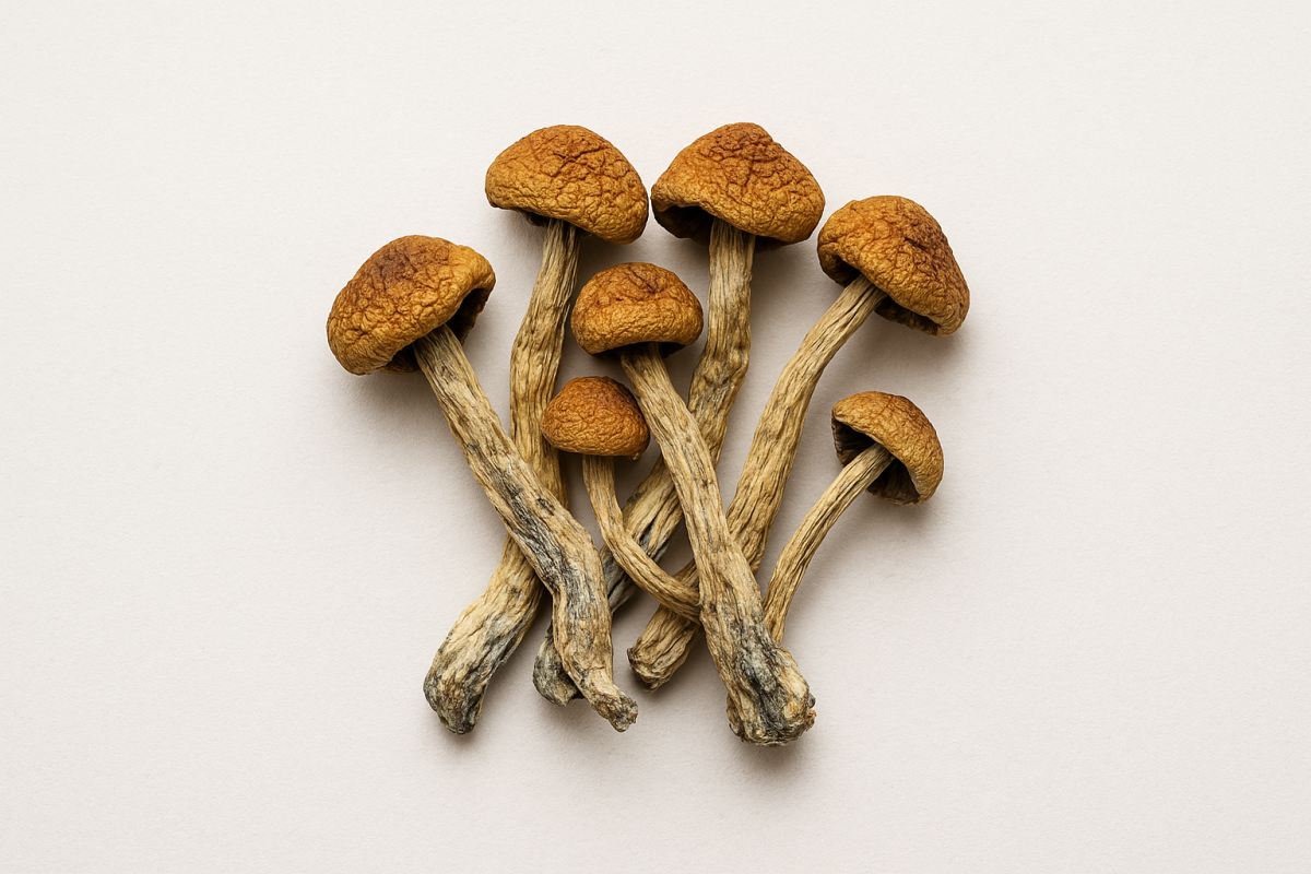 Psilocybe Cubensis Brazil
