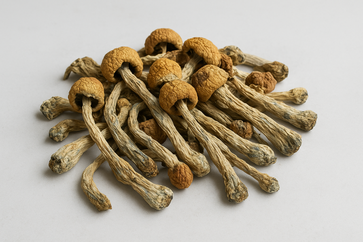 Penis Envy mushroom spores