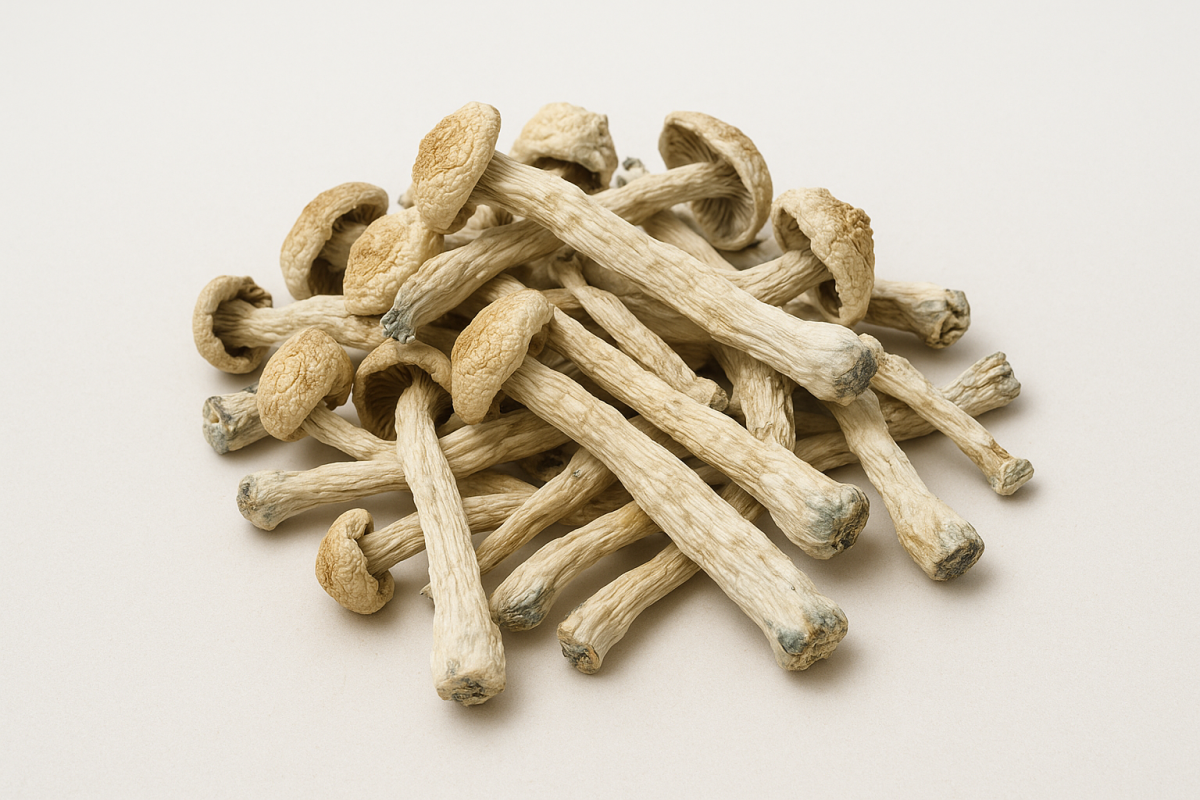 Albino avery mushroom strain